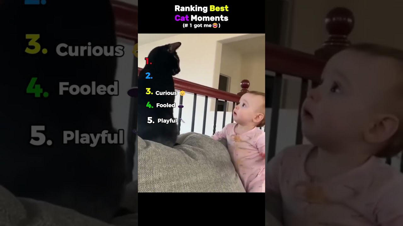 Ranking Best Cat Moments........😭😭 #usa #cat