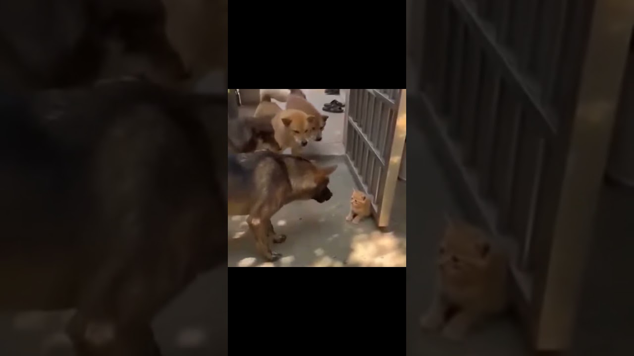 용감한 아기 고영희씨! 🐱